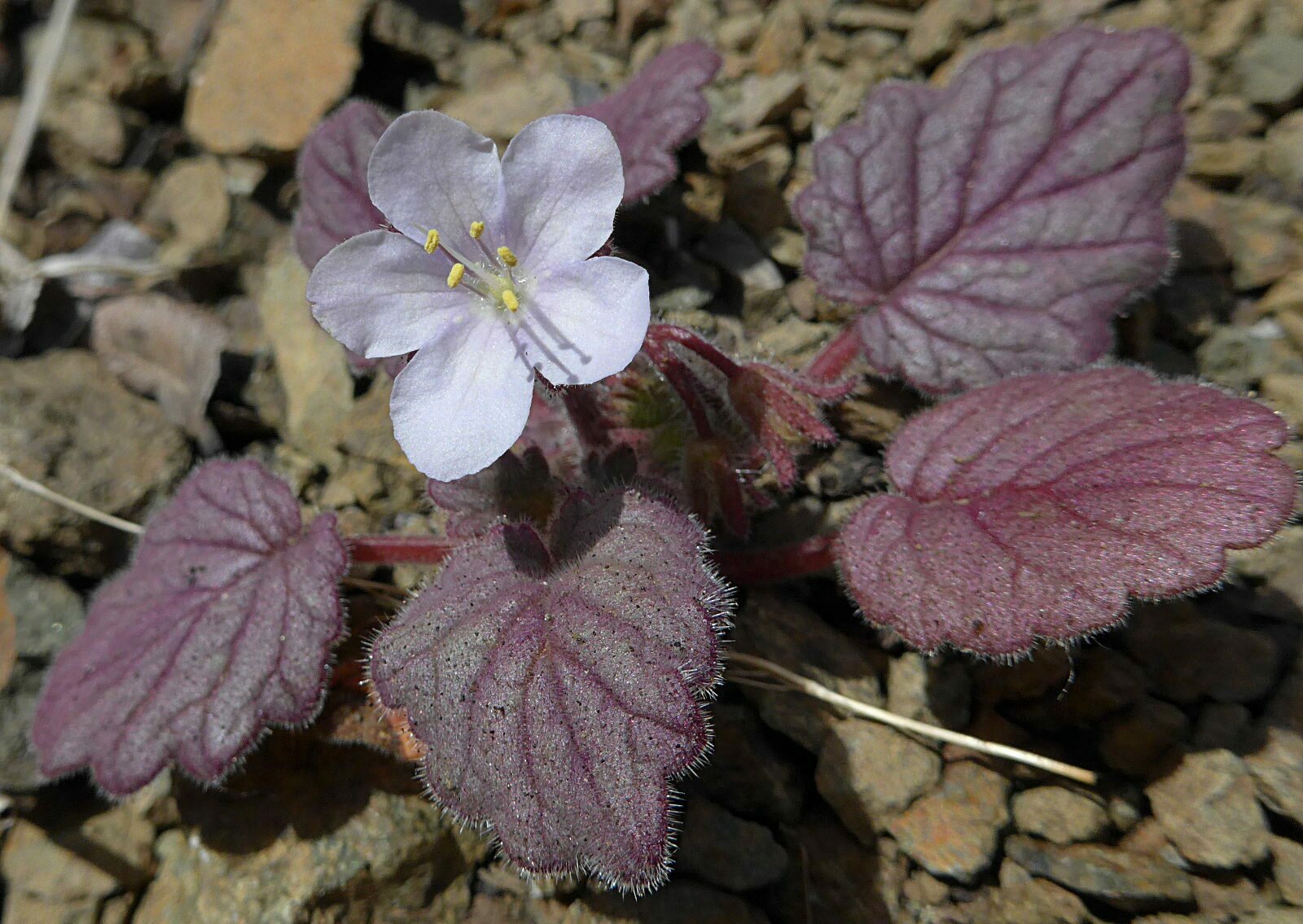 High Resolution Phacelia parryi Plant